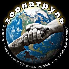 Канал ЗООПАТРУЛЬ-НН (группа помощи бездомным животным) в мессенджере MAX — 1 479 подписчиков