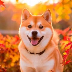 Канал Сиба-ину | Shiba Inu в мессенджере MAX — 19 подписчиков