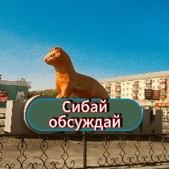 Канал Сибай обсуждай в мессенджере MAX — 866 подписчиков