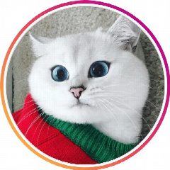 Канал Кошки. Котики. Коты. Собаки. Собачки. Песики. Животные. Домашние. Милые. Пушистики. Классные. Смешные. Видео. Фото. Котята. Щеночки. в мессенджере MAX — 3 228 подписчиков