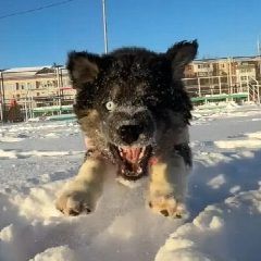 Канал SobakaFun в мессенджере MAX — 8 258 подписчиков