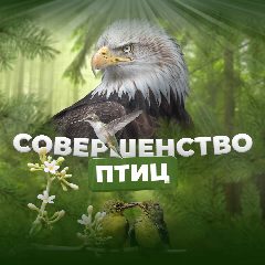 Канал Совершенство птиц в мессенджере MAX — 216 подписчиков