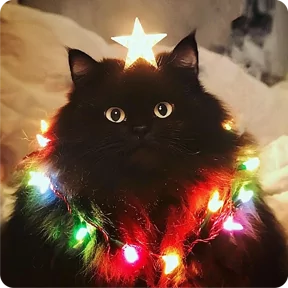 Стикер из набора Котаны-2