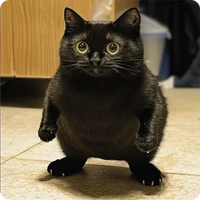 Стикер из набора Котаны-2