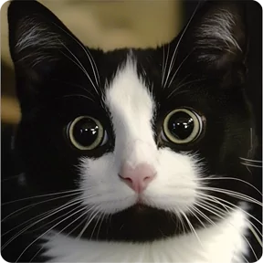 Стикер из набора Котаны-2