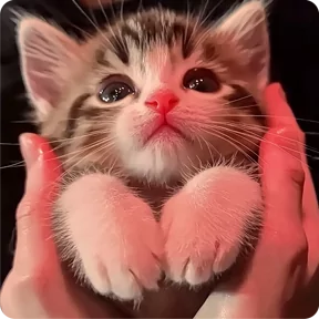 Стикер из набора Котаны