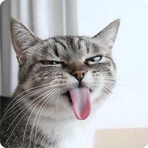 Стикер из набора Котаны