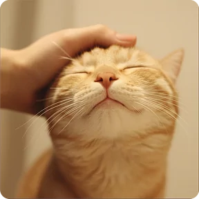 Стикер из набора Котаны