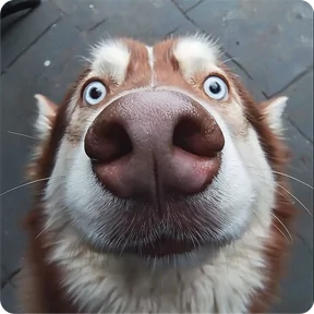 Стикер из набора Собакены