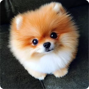 Стикер из набора Собакены