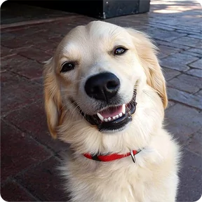 Стикер из набора Собакены