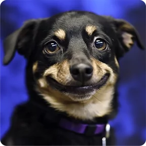 Стикер из набора Собакены