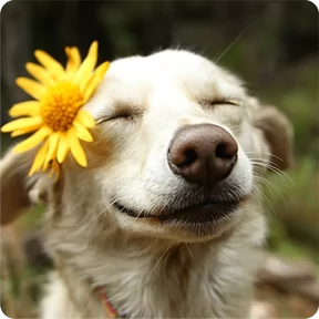 Стикер из набора Собакены