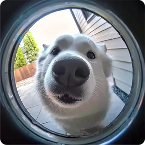 Стикер из набора Собакены