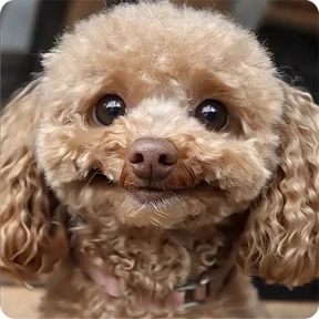 Стикер из набора Собакены