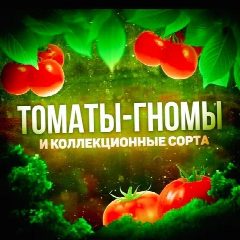 Канал 🌿🍅Томаты Гномы и коллекционные семена🌿🍅 в мессенджере MAX — 485 подписчиков