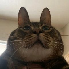 Канал Котячий Бунт 🐾 Котики в мессенджере MAX — 372 подписчика