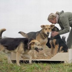 Канал Дружный дом с хвостом 🏡🐕 в мессенджере MAX — 218 подписчиков