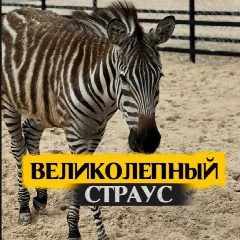 Канал КФХ Великолепный страус & КАФЕ в мессенджере MAX — 177 подписчиков