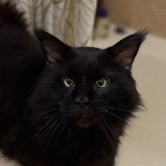 Канал КОТЯ🐈‍⬛ в мессенджере MAX — 261 подписчик