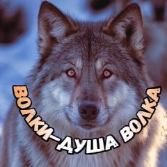 Канал Волки-душа волка в мессенджере MAX — 39 подписчиков