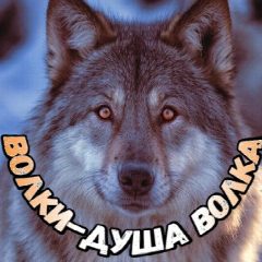 Канал Волки-душа волка в мессенджере MAX — 478 подписчиков