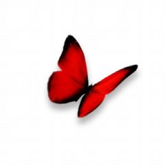 Канал Red Butterfly 18+ в мессенджере MAX — 122 подписчика
