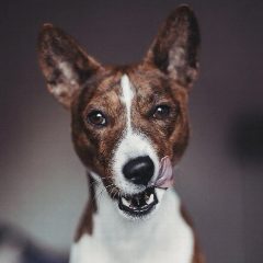 Канал Hancock_the_dog в мессенджере MAX — 90 подписчиков