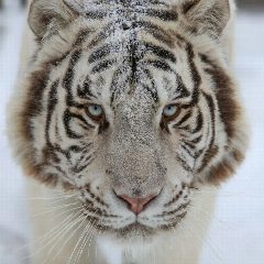 Канал Барнаульский зоопарк в мессенджере MAX — 5 111 подписчиков