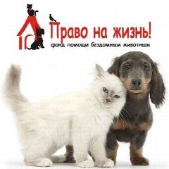 Канал Помощь животным Ноябрьска в мессенджере MAX — 451 подписчик