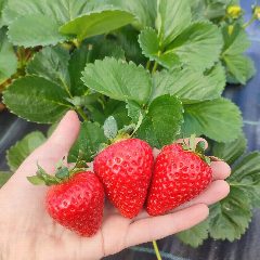 Канал Цветы🌸 и ягода🍓 в мессенджере MAX — 1 585 подписчиков